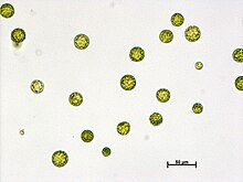 Physcomitrella protoplasts.jpg