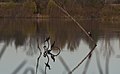 * Nomination Double-crested Cormorant overlook Ellis Pond -- Sixflashphoto 02:18, 28 October 2017 (UTC) * Promotion A bird`s paradise. Good quality. -- Johann Jaritz 02:37, 28 October 2017 (UTC)