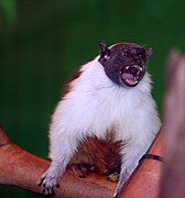 Pied Tamarin.JPG