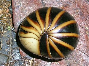 Giant ball from Wayanad, Western Ghats (India)