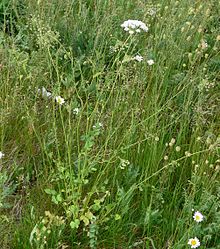 Pimpinella peregrina IP0705013.jpg