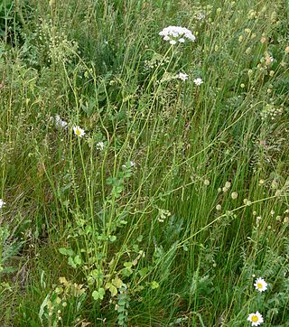 <i>Pimpinella peregrina</i> Species of plant