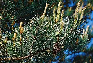 구주소나무(Pinus sylvestris)
