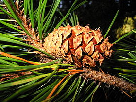 Foliage and mature seed cone, Cascade-Siskiyou National Monument