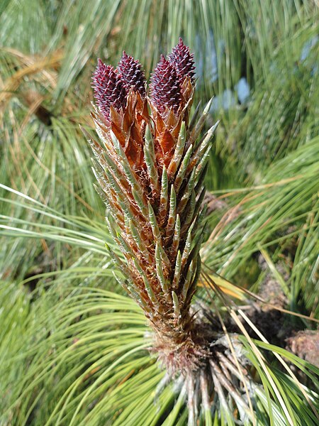 File:Pinus devoniana - Villa Melzi (Bellagio) - DSC02762.JPG