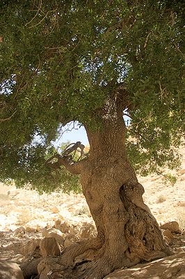 Atlantic pistachio (Pistacia atlantica) in Israel