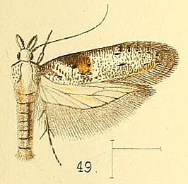 Anarsia inculta