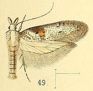 <i>Anarsia inculta</i> Species of moth
