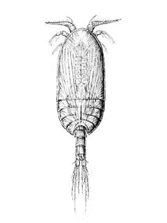 <i>Platycopia</i> Genus of crustaceans