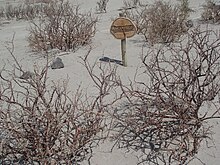 Plectrocarpa tetracantha Ischigualasto.JPG