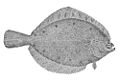 Pleuronectes quadrituberculatus
