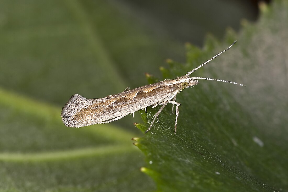 Plutellidae