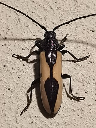 <i>Poeciloxestia</i> Genus of beetles