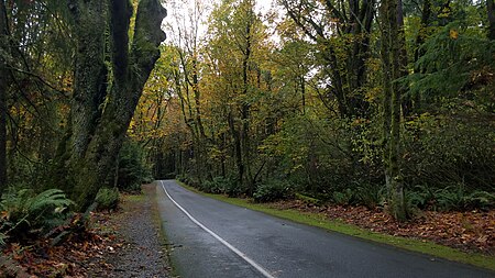 Point Defiance Forest