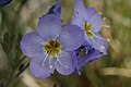 Květy jirnice Polemonium boreale