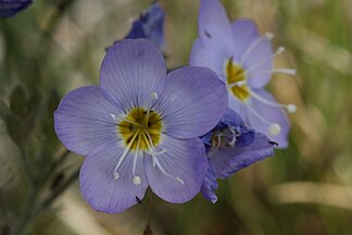 Polemonium boreale