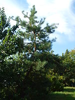 Poltava Botanical garden (36).jpg
