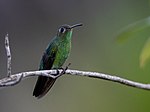 Miniatura para Beija-flor-verde