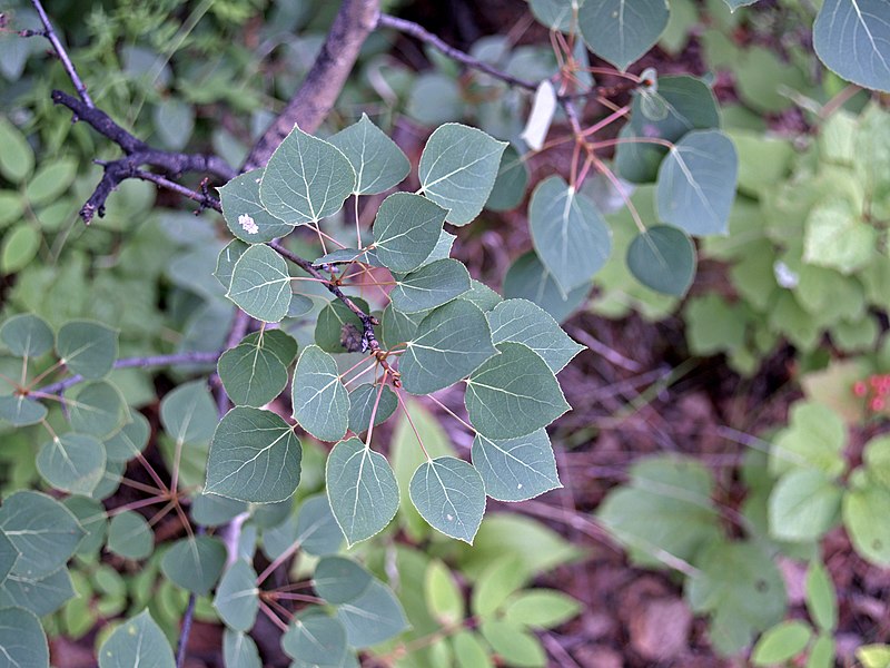 File:Populus tremuloides (quaking aspen) (central Alaska, USA) (15788310861).jpg