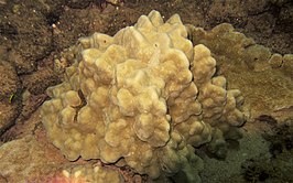 Porites evermanni