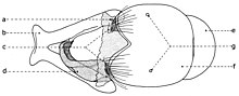 Fig. 18. Postabdomen de Sarcophaga carnaria Böttcher, 1912, vu dorsalement.
Explication de la fig. 18. Postabdomen male  de Sarcophaga carnaria, vu dorsal. a: spiracle 6; b: sternite V; c: hemitergites VI; d: sternite VI; e: tergite anal; f: tergite genital; g: spiracles 7.