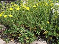 Potentilla recta a2.jpg