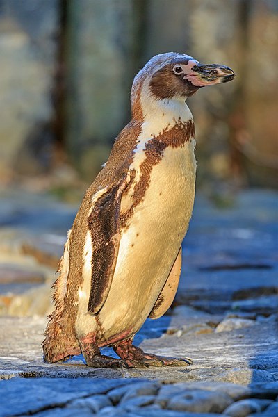 File:Prague 07-2016 Zoo img16 Spheniscus humboldti.jpg