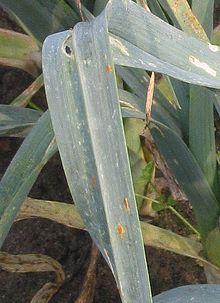 Prei musim dingin roest (Puccinia allii pada Allium porrum).jpg