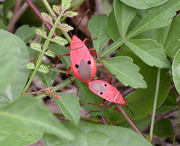 File:Probergrothius nigricornis (Stål, 1861) Pyrrhocoridae (6180387856).jpg