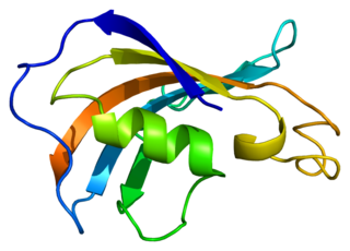 <span class="mw-page-title-main">FKBP1B</span> Protein-coding gene in the species Homo sapiens