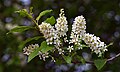 * Предлог Prunus padus in April --Ввласенко 21:02, 30 May 2024 (UTC) * Поддршка  Support Good quality. --Екатерина Борисова 00:27, 31 May 2024 (UTC)