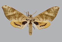 Pseudoclanis diana BMNHE270077 женски нагоре.jpg