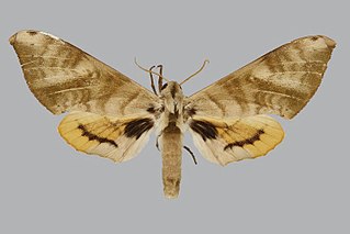 <i>Pseudoclanis diana</i> Species of moth