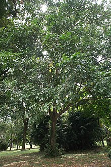 Pseudospondias Microcarpa - 04.jpg