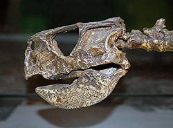 Psittacmongol skullcast aus.jpg