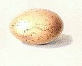 Pterocles indicus's egg.jpg