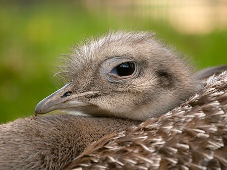 Darwin's Rhea (Pterocnemia pennata) at Edinburgh Zoo