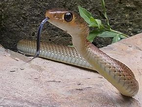 Descrierea imaginii Ptyas korros- Indochinese rat snake.jpg.