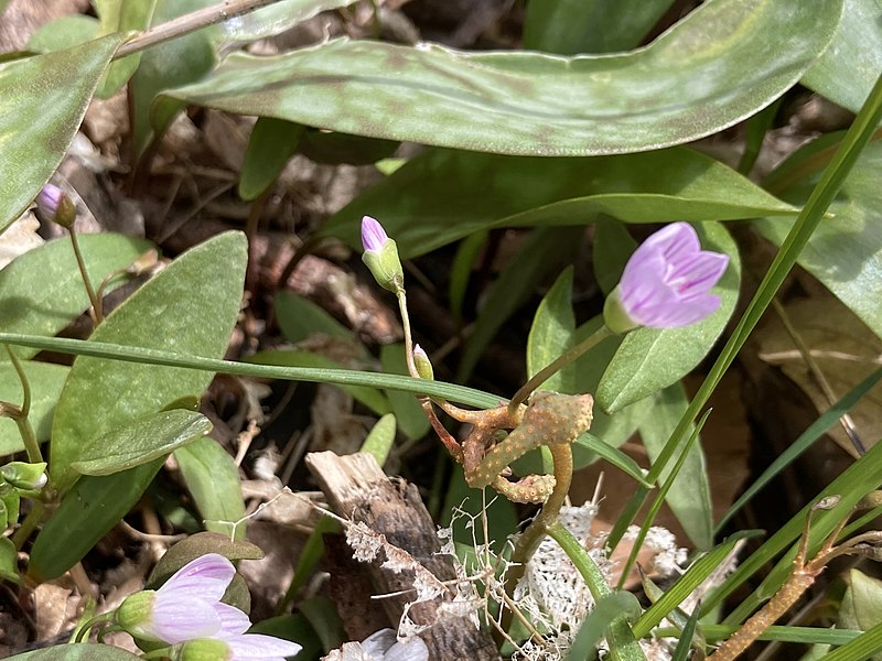 File:Puccinia mariae-wilsoniae 71856489.jpg