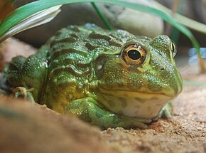 Billedbeskrivelse Pyxicephalus adspersus, Boston Aquarium.jpg.