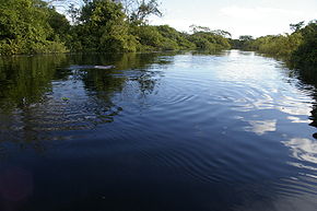Río Yacuma con delfines Rosados (Beni - Bolivia).jpg