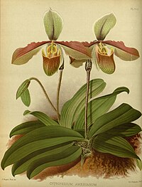 plate 340 Cypripedium × Amesianum Paphiopedilum cultivars