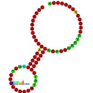 <span class="mw-page-title-main">RydC RNA</span>