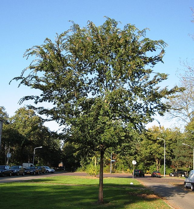 Chinese Elm Tree – Green Thumbs Garden