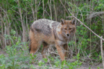 Range expansion of the golden jackal (Canis aureus) into Poland- first records - fig. 4.gif