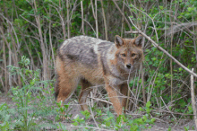 Golden jackal near Biebrza river valley in north-eastern Poland Range expansion of the golden jackal (Canis aureus) into Poland- first records - fig. 4.gif