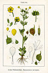 Ranunculus arvensis Sturm54.jpg