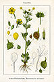 Ranunculus arvensis plate 54