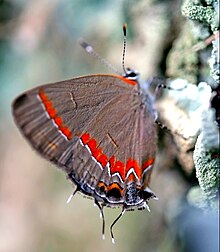 Red-banded Hairstreak Calycopis cecrops