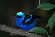 Male red-legged honeycreeper Red-leeged Honeycreeper.jpg